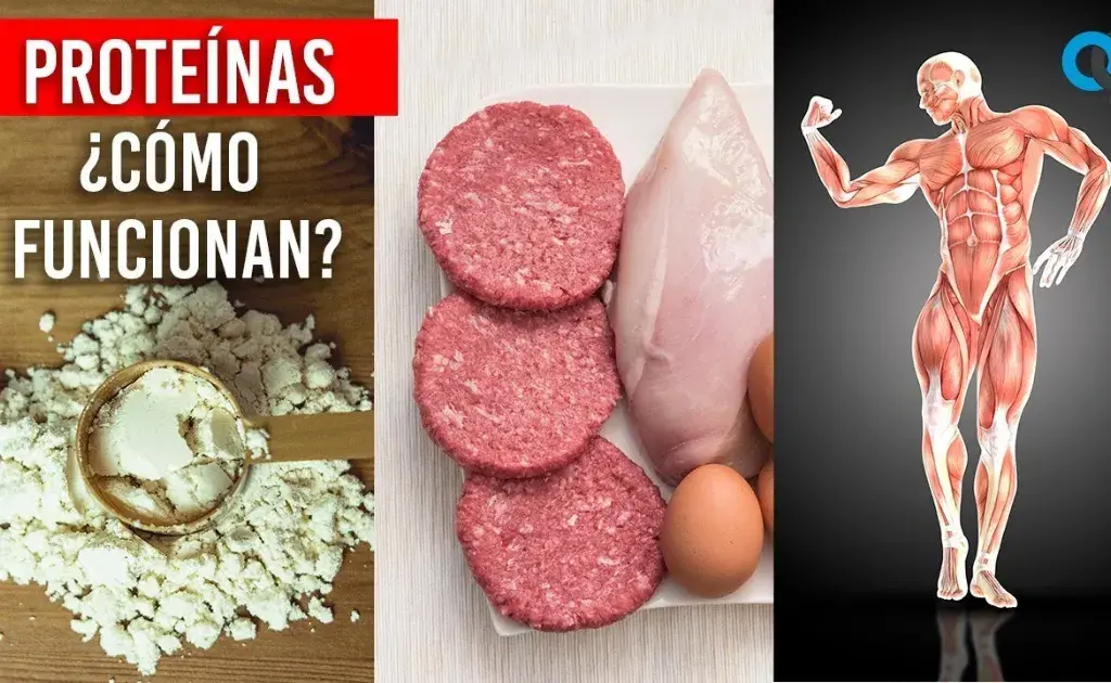 Proteínas O Construtor Corporal